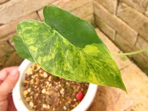 アロカシア　ガゲアナ　黄斑(Alocasia gageana Yellow variegata)