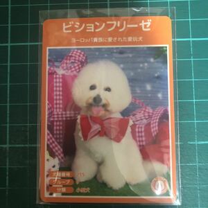 【犬種図鑑カード】 No.040 ビションフリーゼ