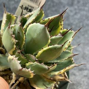 【鉢ごと発送】アガベ ポタトルム 吉祥冠錦 / agave potatorum ‘Kissho Kan’ variegata / 5号鉢t 【現品】M24-2-15-07