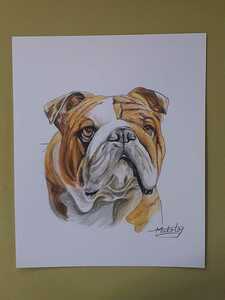色鉛筆画　Bulldog