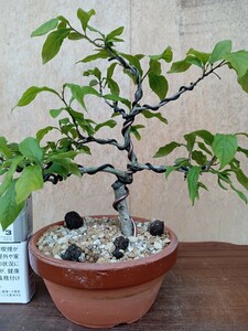 小品　ローヤ柿（彩姫）四季成り実は7コ付いてます。樹高18cm