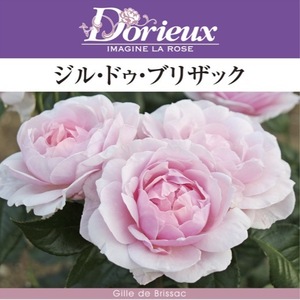 送料無料　ジル ドゥ ブリザック　新苗4号鉢　　鉢植え バラ 薔薇 ドリュ フレンチローズ