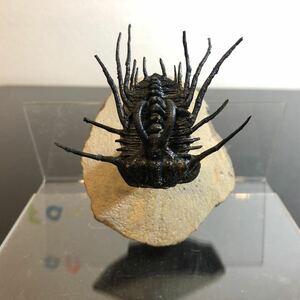 本物　Dicranurus trilobite 三葉虫化石デボン紀モロッコ