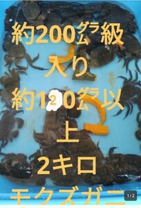 【漁期間終了】モクズガニメスのみ約120㌘以上約2キロ