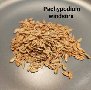 5粒 パキポディウム ウィンゾリー 種子 実生