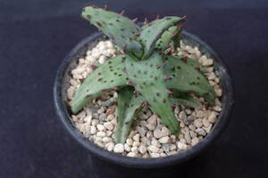 アロエ　カスティロニアエ　Aloe castilloniae