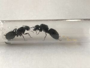 クロオオアリの新女王蟻　一つの巣に女王蟻2体　(2)