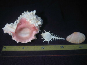 レア★ピンク ミューレックス シーシェル 骨貝 サクラ貝 サクラガイ 貝殻 標本 ３個セット アクアリウム 水槽★Pink Murex Sea Shells