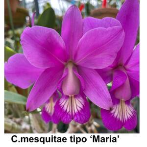 洋蘭原種 C. mesquitae tipo 