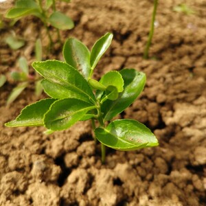 柚子苗 本柚子苗 新芽 アゲハチョウ幼虫餌