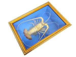 額装 伊勢海老 エビ 剥製 ガラスケース 壁額 ニシキエビ 海老剥製 エビ剥製 縁起物 44×31 コレクション lobster