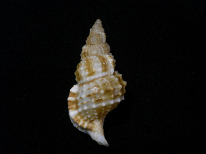 貝の標本 Sassia semitorta 41.5mm.