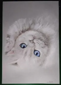 ほぼ顔だけ白ネコちゃん　色鉛筆画