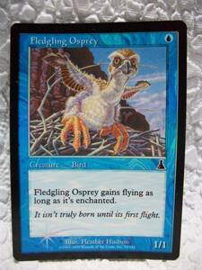 MTG Fledgling osprey 英語版