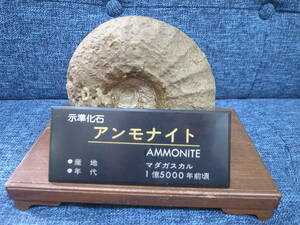 ☆現状・保管品☆示準化石☆アンモナイト☆マダガスカル産/1億5000年前頃☆