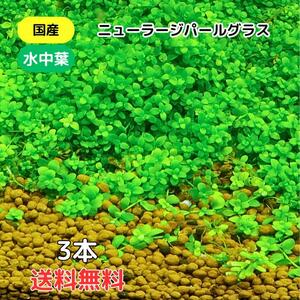 ニューラージパールグラス 送料無料３本 国産 無農薬 水中葉 水草 中景草 後景草 送料無料 メダカ めだか 熱帯魚 アクアリウム 下草 前景草