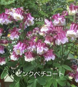 西洋オダマキ　花の種　ピンクペチコート　25粒