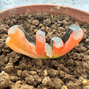 N1719ハオルチア ハオルシア 玉扇錦 赤斑 多肉植物