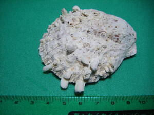天然採取の貝殻　「ウミギクガイ」　標本Ｓ０６　超美品