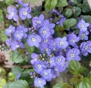 蕾沢山♪ 人気《 マダムマルシア 》ベロニカ　花色ブルー　毎年開花♪ 宿根草　ポットのまま発送で安心です〜！　送料240円