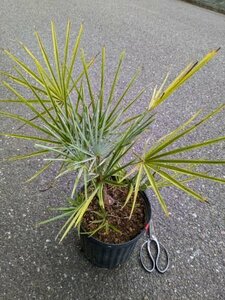 現品！◇チャメロプス フミリス セリフェラ◇庭用◇Chamaerops humilis cerifera◇チャメロップス（品番8RE）