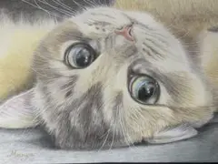 色鉛筆画　猫　ごろりん　25