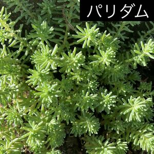 パリダム　多肉植物　3-5cmぐらい　20カットセダム