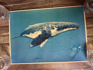海の王者「ザトウクジラ」ポスター　クラフト紙製　FIRE＿SALE　管理番号FG1　OVR　1