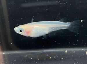 白めだか　若魚　産卵中の個体からランダムに3匹　雌雄無選別A1