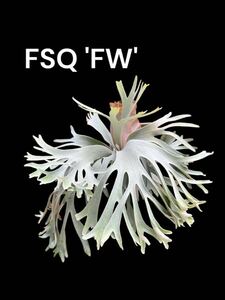 FWSQ (FSQ select 