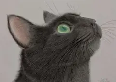 猫　色鉛筆画　黒猫　A4サイズ