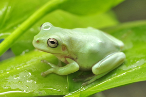 餌食い良好　イエアメガエル　6-7ｃｍ　1匹