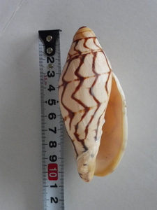 貝殻　貝標本　ブランデーガイ　GEM- 生貝　その2