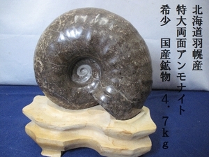 北海道羽幌産　特大両面アンモナイト　希少　国産鉱物　4.7ｋｇ　（3101）木製台付き　天然石　自然石　石　自然　天然　アンティーク　