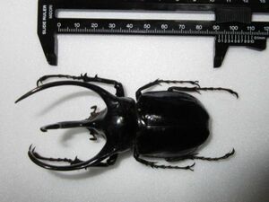 ●ミンダナオアトラスオオカブト　標本　93.5mm カブト　アトラス　昆虫