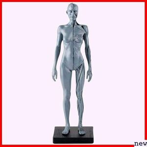 人体モデル 女 グレー スタンド付き 1:6 彫刻 ペインティング 人体筋肉 約30cm 11インチ 人体模型 95