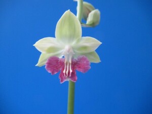 80えびね欄　４６３　由布の曙×飛鳥　W花1　花幅35㎜程度　交配初花開花中　山野草エビネラン