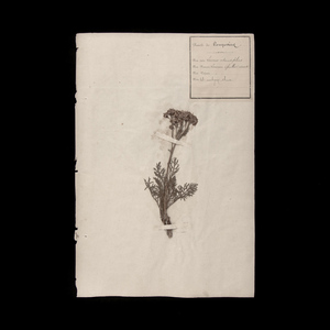 植物の標本 24, 欧州, 19世紀.（フランス 押し花 植物 花 ボタニカル アート 芸術 美術 アンティーク 古道具 絵画 素描）