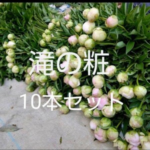 切り花 生花【芍薬】農家直送 おまかせ10本セット シャクヤク 母の日