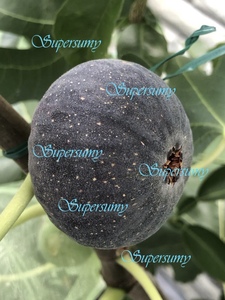 イチジク 品種ブラックマデイラJFE幼苗(収穫確認済み)
