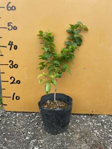 ピタンガ 優良品種　ラバー　接木苗　熱帯果樹 