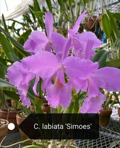 ◇◇洋蘭祭り◇◇ C. labiata concolor 