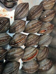 活赤貝 殻付き 500g (1kg 約３〜5個) アカガイ 贈り物 お祝い 刺身 煮つけ 酒蒸し 寿司ネタ