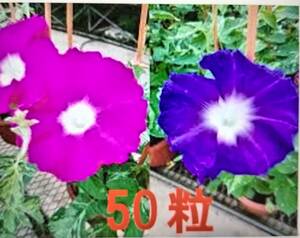 アサガオの種　50粒　朝顔　あさがお　赤紫～紫　朝顔の種　送料63円　②