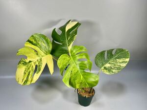 「14」モンステラ　ボルシギアナ　オーレア 斑入り Monstera borsigiana Aurea Variegata 