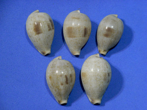 貝の標本 Cypraea pyriformis set 5