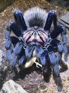 Xenesthis sp.Blueタランチュラ LS4cm程 ムカデセンチピードサソリカマキリマンティスウデムシヒヨケムシ奇虫奇蟲蜘蛛スパイダーナナフシ