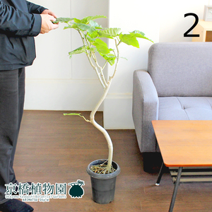 【現品】フィカス・ウンベラータ 曲がり 6号 黒鉢（2）Ficus umbellata