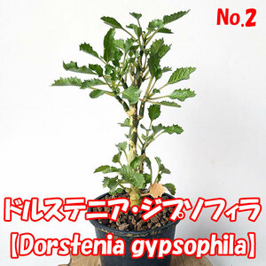 ドルステニア・ジプソフィラ【Dorstenia gypsophila】多肉植物 コーデックス No.2