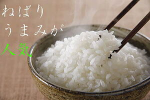 【送料無料】令和5年度産 新米10キログラム×11　新潟県産こしひかり